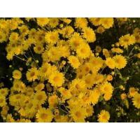 ราคา เมล็ดเก็กฮวยสีเหลือง100เมล็ด (21493551390)