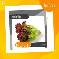 ราคา เมล็ดเพอเพิล เมล็ดพันธุ์ผัก ผักสวนครัว 10แถม1คละได้ (20994348273)