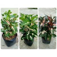 ราคา ต้นใบเงิน ใบนาก ใบทอง ไม้มงคล เสริมเรื่องการเงิน ซื้อเป็นชุด 3ต้น (14572826655)