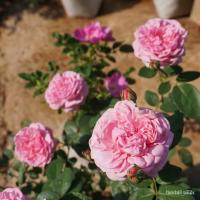 ราคา ผลิตภัณฑ์ใหม่ เมล็ดพันธุ์ เมล็ดพันธุ์คุณภาพสูงในสต็อกในประเทศไทย พร้อมส่ง ะให้ความสนใจของคุณกุหลาบบิชอปดอกหอมมาก/ผักบุ้ง (22810465208)