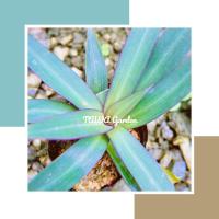 ราคา ว่านกาบหอยหรือว่านหอยแครง ปลูกลงดิน (ไม่รับเก็บเงินปลายทาง) (20068920422)