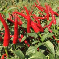 ราคา เมล็ดพันธุ์พริกจินดาแดง ตราเจียไต๋ ประมาณ50เมล็ด BIRD CHILLI เมล็ดพันธุ์พริกจินดาแดง เมล็ดพริก เมล็ดพันธุ์พริก พริกจินดา (29308296353)