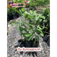 ราคา ต้นขันทองพยาบาท ไม้สมุนไพร พร้อมส่ง สำคัญกรุณาสั่งซื้อในเวลา12:00น.-00:00น. (11805993344)