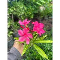 ราคา ต้นยี่โถ ไม้พุ่มออกดอกตลอดปี Patsorntree (29766520770)