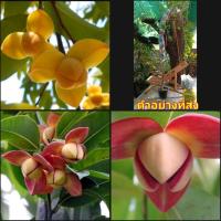 ราคา (สูง150cm.) ต้นพันธุ์) ดอก ต้น ลำดวนแดง ลำดวนเหลือง ต้นลำดวนแดง ต้นลำดวนเหลือง ลำดวน แดง เหลือง (15871373651)