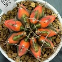 ราคา ❤️❤️มีส่งด่วน❤️❤️แคคตัส ไม้ชำหน่อ (SRDG) แม่เป็นไม้เมล็ด/Cactus/Gymno /Gymnocalycium /ยิมโนด่าง/ไม้ชำหน่อ (40074284358)