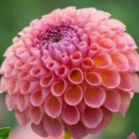 ราคา 1 หัว รักเร่ ดอกดาร์เลีย ดอกรักแรกพบ Dahlia สายพันธุ์ Jowey Winnie (10716641159)