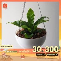 ราคา กระถาง กระถางแบบแขวน ขนาด 10 นิ้ว สีขาว กระถางต้นไม้ กระถางพลาสติก กระถางทรงกลม (3242956198)