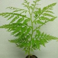 ราคา เฟิร์นกนกนารี/เฟิร์นกนกนารีต้นใส/เฟิร์นกนกนารีพิเศษ (21055115956)