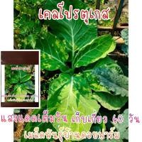 ราคา 20เมล็ด เคล คะน้าใบหยิก โปรตุเกส (Portuguese Kale (3868219929)