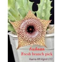 ราคา เก๋งจีน Huernia WN Hybrid LC12 *กิ่งเด็ดสด* แคคตัส ไม้อวบน้ำ Cactus and Succulent (19862046222)