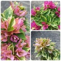 ราคา เฟื่องฟ้าสาวิตรีใบด่าง มี 3 สี สูง 25-35ซม. ไม้ตอ ทำบอนไซได้ ส่งทั้งถุง 4" (3975983911)