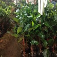 ราคา ต้นจำปาดะ พันธุ์ยวงทองนาทวี สูงประมาณ 70 - 80cm. (1 ต้น) (2682352890)