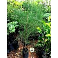 ราคา ต้นสนประดิพัทธ์ ขนาดต้น 70ซม.-1เมตร ต้นสน (27689422464)