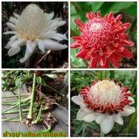 ราคา มี4สีให้เลือก ดอก ต้น ดาหลากลีบบัว ดาหลา ต้นดาหลา ดาหลากลีบดอกบัว กลีบดอกบัว ดาหลาถ้วย สี ชมพู (11138041123)