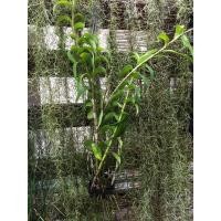 ราคา เลดิไอกล้วยไม้ เลี้ยงง่าย ออกดอกเก่ง (4746474495)