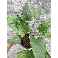 ราคา เสน่ห์จันทร์ดำโบราณกลายฟอร์มสวนหรือเสน่ห์จันทร์ศรีมหาโพธิ์ต้นไม้ฟอกอากาศฟอร์มสวยมากๆ (8668225638)