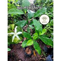 ราคา ต้นพุดเศรษฐีสยาม ไม้ไทยดอกหอม ไม่ผลัดใบพุ่ม ให้ร่มเงาได้ดี (25570264699)