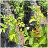 ราคา ต้นกล้ามะตูมแขกหรือตูมซาอุ (8825782260)