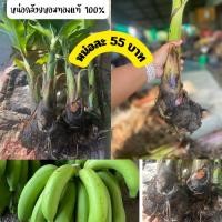 ราคา หน่อกล้วยหอมทองแท้ 100% หน่อสมบูรณ์ ขุดสด จัดส่งทุกวัน มีเก็บเงินปลายทาง (43855825313)