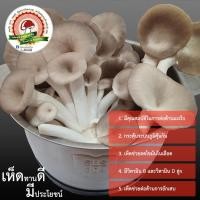 ราคา ก้อนเชื้อเห็ดนางฟ้าภูฏาน 10 ก้อน !!เชื้อเดินเต็มพร้อมเปิดดอก!! เห็ดนางฟ้า ก้อนเห็ดนางฟ้า (19879804412)