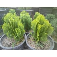 ราคา สนแผงแคระกระถาง8นิ่วและ15นิ้วฟอร์สวยเลี้ยงแดด100% (28374772665)