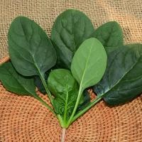 ราคา เมล็ดปวยเล้ง ปวยเล้งญี่ปุ่น ปวยเล้งใบกลม ปวยเล้งใบแดง (41117820578)