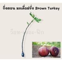 ราคา กิ่งตอนมะเดื่อฝรั่ง Brown Turkey (2942927885)