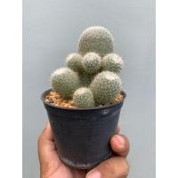 ราคา แมมเข็มเงิน (Mammillaria geminispina) (20781207469)