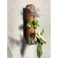 ราคา กระถางต้นไม้ใยมะพร้าว (22362638296)