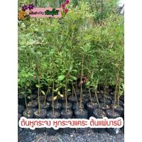 ราคา ต้นหูกระจง หูกระจงแคระ ต้นแผ่บารมี สูง 80-90 cm. พร้อมส่ง สำคัญกรุณาสั่งซื้อในเวลา12:00น.-00:00น. (12616151625)