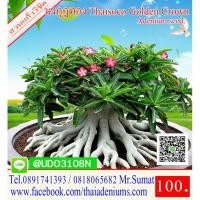 ราคา ขายเมล็ดชวนชม มงกุฎทอง (6955523401)