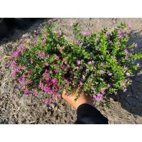 ราคา #ต้นหลิวไต้หวัน ต้นไม้แห่งเทพธิดาปลูกง่าย สวยงามมีเสน่ห์ (23220575614)