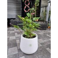 ราคา ต้นหน้าวัวแคระดอกสีชมพู+กระถางเบลล่าขนาด7นิ้ว (40401311305)