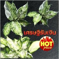 ราคา เศรษฐีรับเงินด่าง✨หรือต้นเศรษฐีนับเงินปลายใบด่างขอบสวยๆ ไม้มงคลไม้ฟอกอากาศจัดส่งทั้งกระถาง (18567531207)