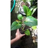 ราคา ต้นเสน่ห์จันทร์ขาว ไม้แยกหน่อ ไม้มงคล เรียกทรัพย์ ว่านเมตตามหานิยม เสริมโชคลาภเงินทอง ส่งต้นตรงปก (14134946429)