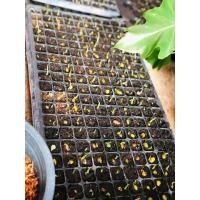 ราคา เมล็ดมอนสเตอร่า ไจแอนท์ (10665112078)