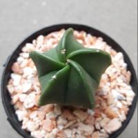 ราคา Cake Cactus Farm กระบองเพชร Astrophytum myriostigma แอสโตรไมริโอ้ 5 พูแฉก (7915984543)