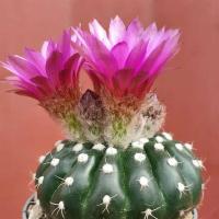 ราคา Notocactus uebelmannianus โนโต ไม้เมล็ด แคคตัสดอกสีม่วงไซส์กระถาง3-4 นิ้ว ไซส์ใหญ่ (24566549223)