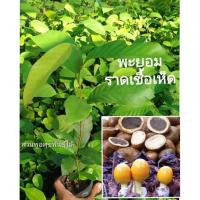 ราคา ต้นพะยอม ต้นพยอม พยอม ไม้พะยอม ขนาด 20-30 ส่งทั่วประเทศมีบริการเคลมฟรี (6662937566)