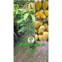 ราคา มะม่วงขายตึกรสชาติ3รส (24969459852)