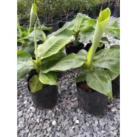 ราคา ต้นกล้วยแคระ #กล้วยหอมแคระหรือกล้วยหอมแกรนด์เนน ัราคาต้นละ 199 บาท (12585951051)