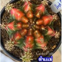ราคา ❤️❤️มีส่งด่วน❤️❤️ยิมโน โคลน Darth Maul/Cactus /Gymno/Gymnocalycium/ยิมโนด่าง/ไม้ชำหน่อ​ (28535223372)