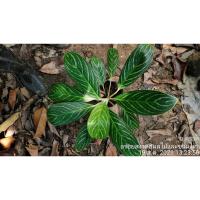 ราคา ต้นคฑาเงิน ไม้มงคล ตระกูลอโกนีมี (10134568900)