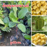 ราคา ต้นขนุนทองมาเลย์ ทาบกิ่ง สูง50-60เซน พร้อมส่ง พร้อมปลูก (26631596783)