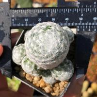 ราคา กอล์ฟฟอร์มกอ | แคคตัส Cactus | กระบองเพชร (24750377758)