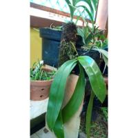 ราคา Phalaenopsis ambilis กล้วยไม้เข็มจัมโบ้ 2 ก้าน (10127250059)