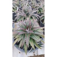 ราคา สับปะรดสี ดิกเกีย dyckia สับปะรดหนาม (24930943584)