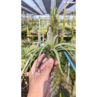 ราคา Tillandsia​ concolor​ x​ streptophylla ทิลแลนเซีย (18273198833)