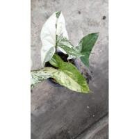 ราคา เงินไหลมาด่าง / เงินไหลมาด่างขาว (10318983429)